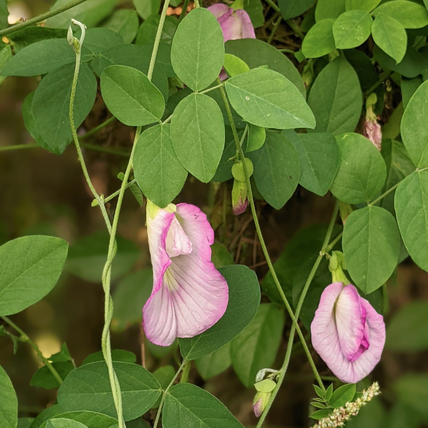 Pink Aparajita Flower Seeds (Clitoria Ternatea) Single Petal