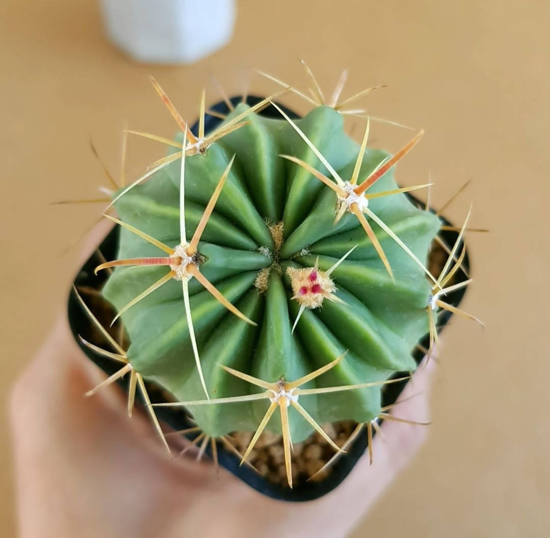 Ferocactus latispinus - Cactus - Soiled