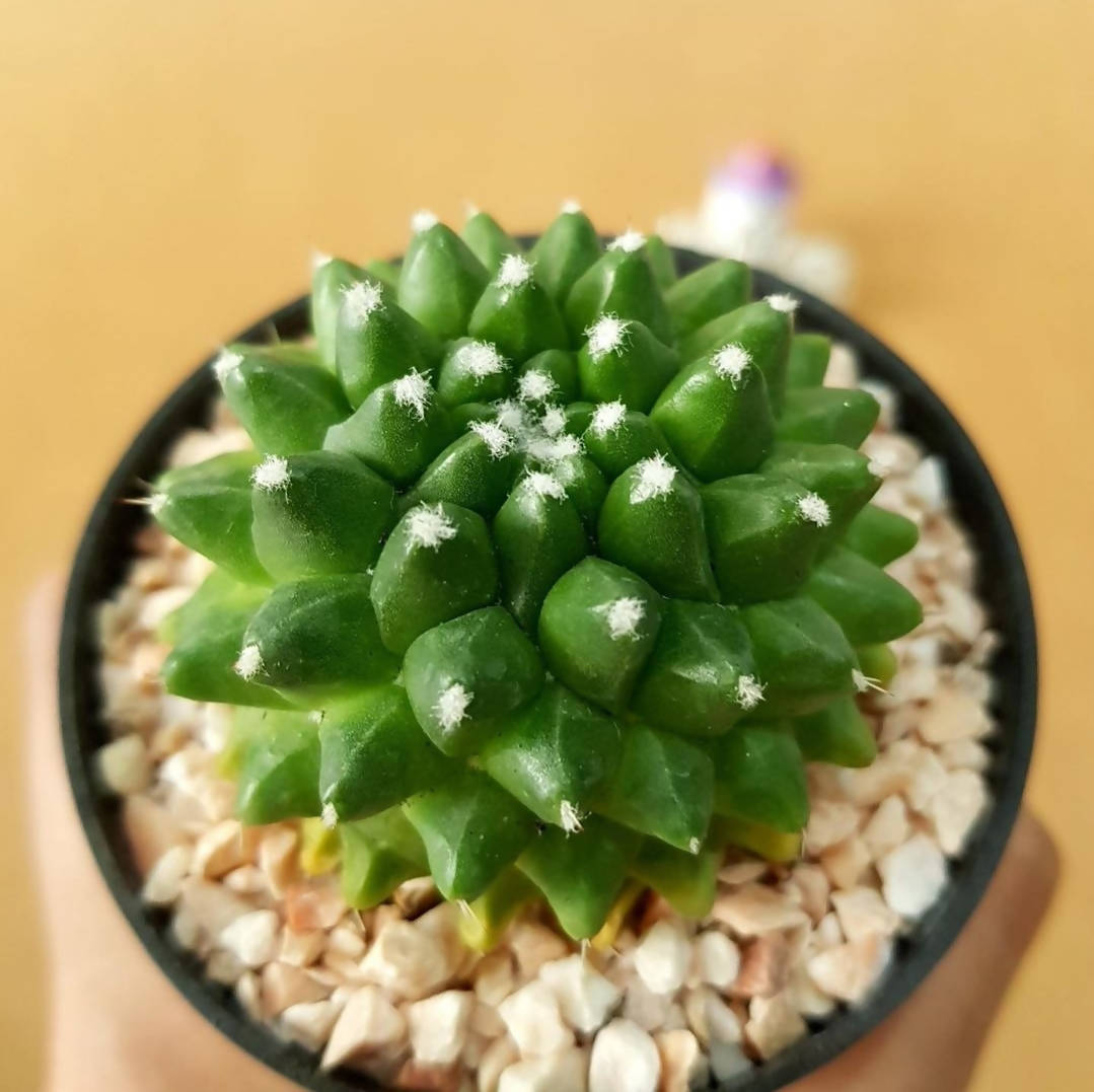 Mammillaria Bucareliensis cv. erusamu - Cactus - Soiled