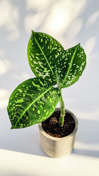 Dieffenbachia 'Reflector' - Dieffenbachia - Soiled