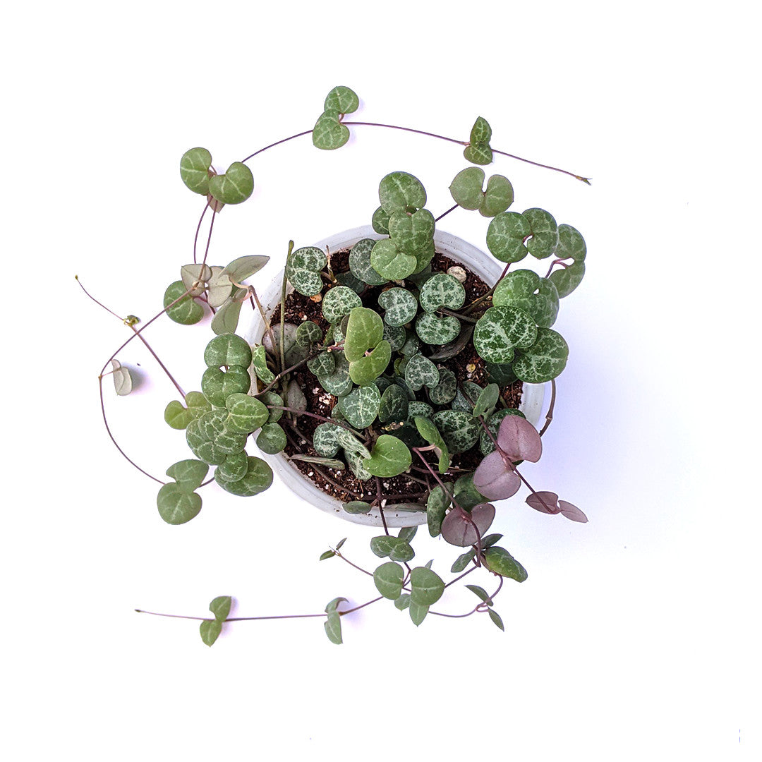 String of Hearts Green (Ceropegia Woodii) - String - Soiled