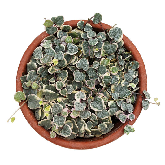 Variegated String of Hearts (Ceropegia Woodii) - Succulent - Soiled