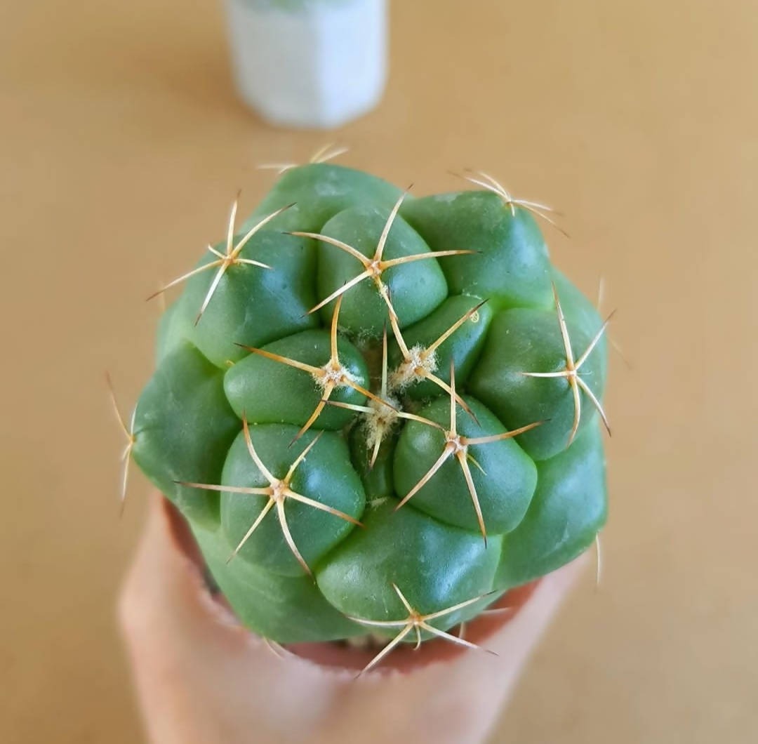 Coryphantha Elephantidens - Cactus - Soiled