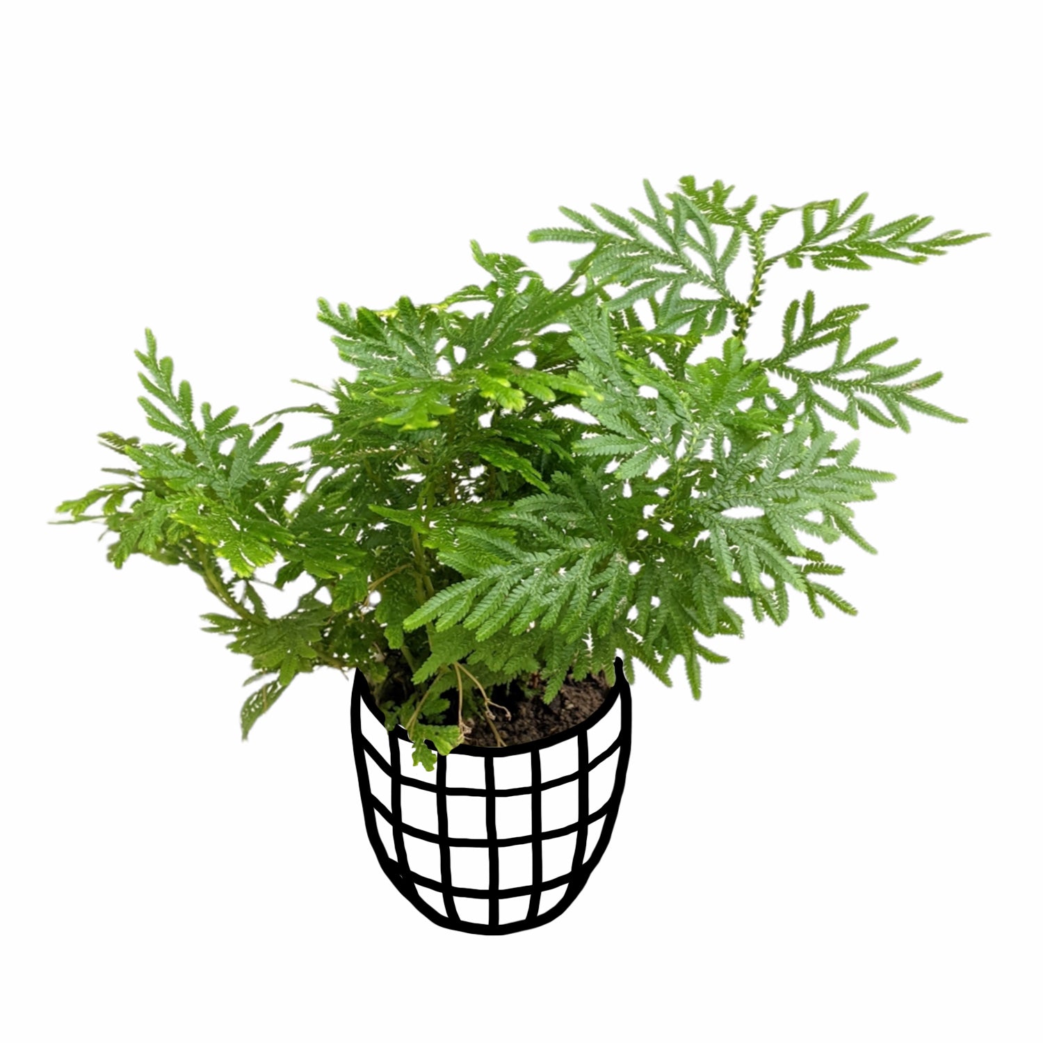 Selaginella 'Plana' - Fern - Soiled