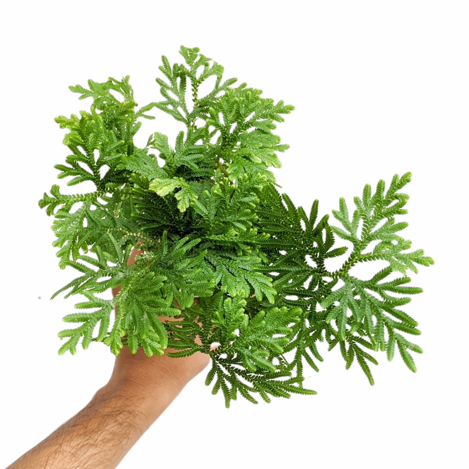 Selaginella 'Plana' - Fern - Soiled