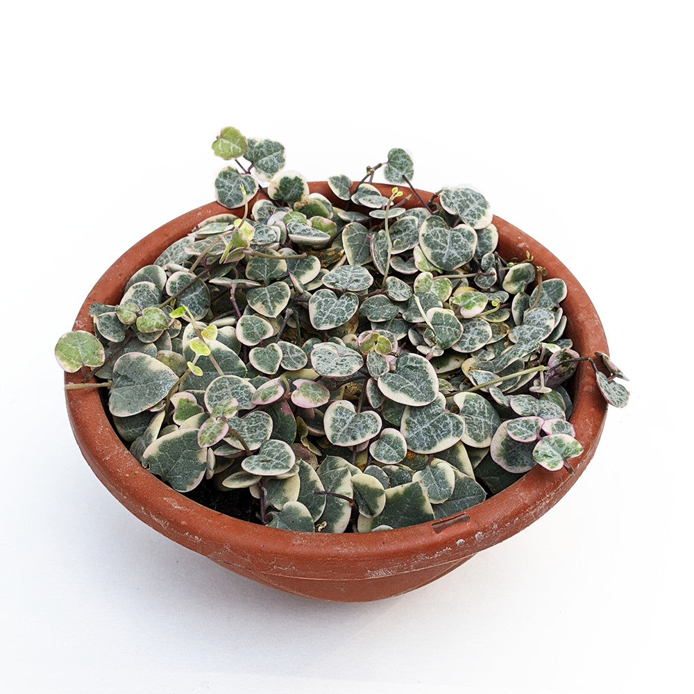 Variegated String of Hearts (Ceropegia Woodii) - Succulent - Soiled