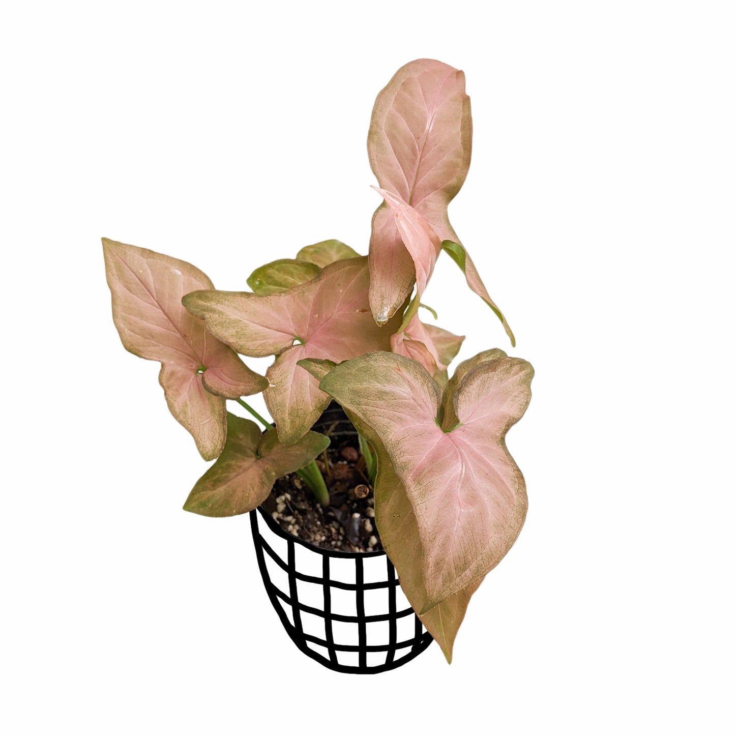 Syngonium 'Pink Schott' - Syngonium - Soiled