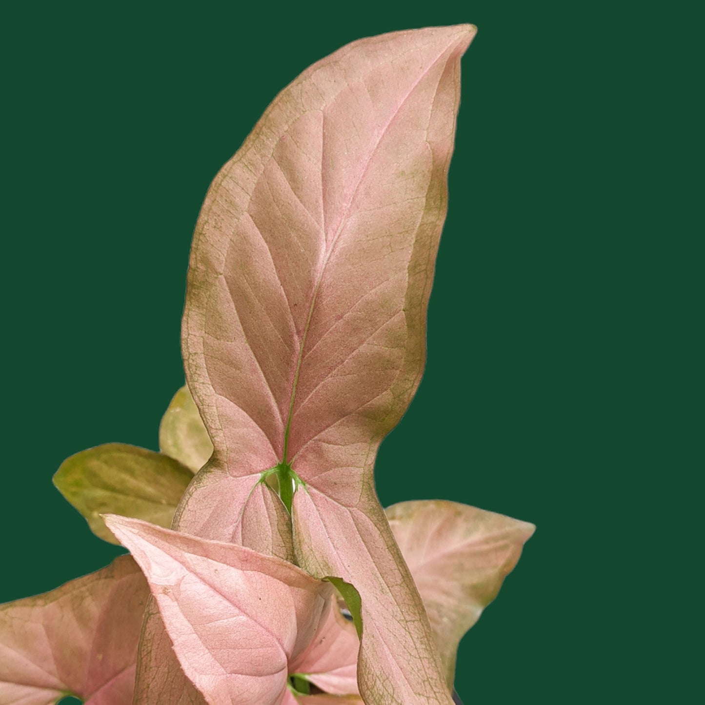 Syngonium 'Pink Schott' - Syngonium - Soiled