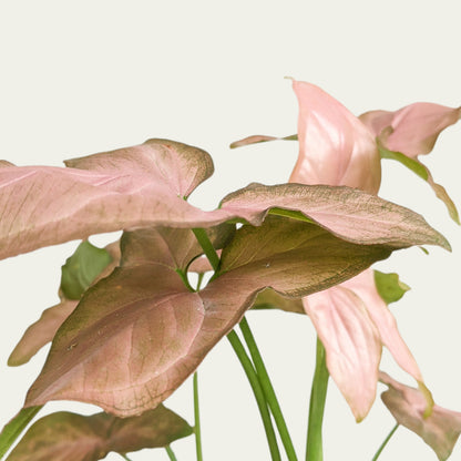 Syngonium 'Pink Schott' - Syngonium - Soiled