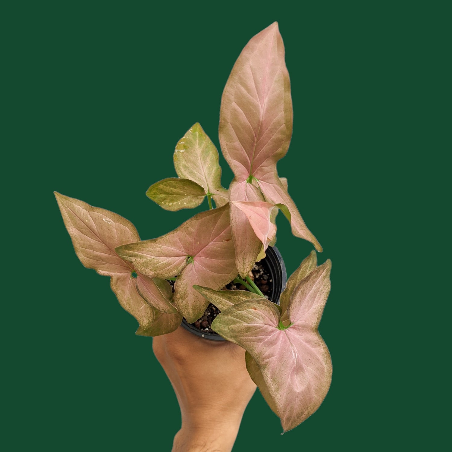 Syngonium 'Pink Schott' - Syngonium - Soiled