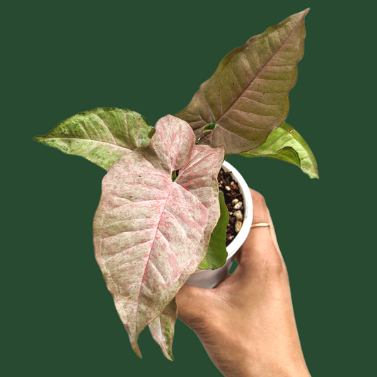 Syngonium 'Pink Spot' - Indoor & Outdoor Plants - Soiled