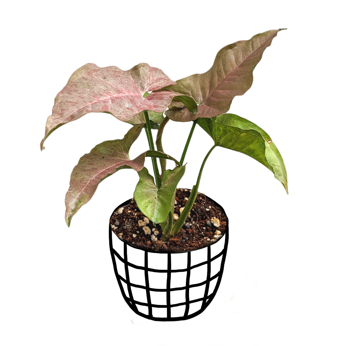 Syngonium 'Pink Spot' - Indoor & Outdoor Plants - Soiled