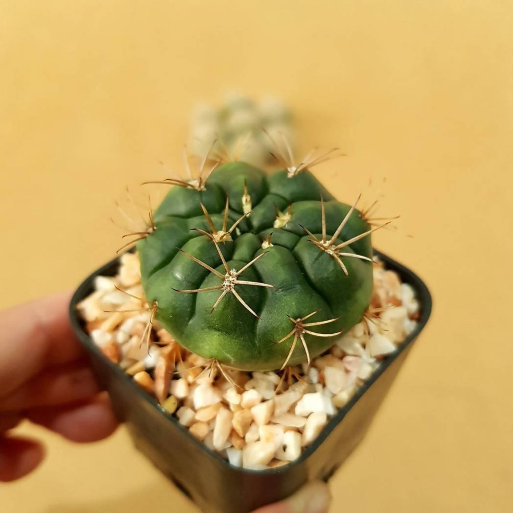 Gymnocalycium Damsii - Cactus - Soiled