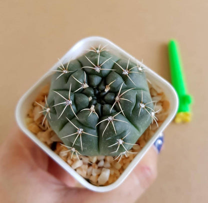 Gymnocalycium Baldianum - Cactus - Soiled