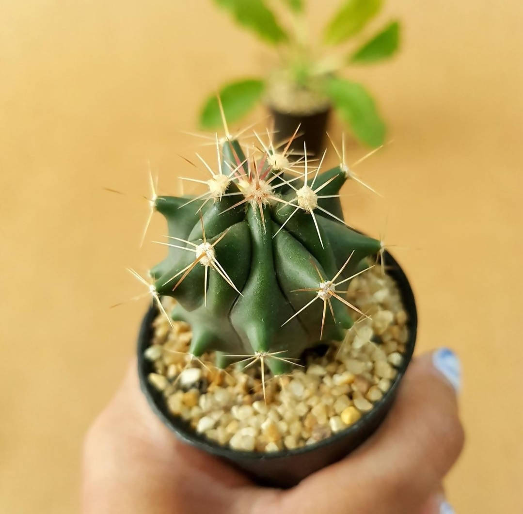 Ferocactus Horridus - Cactus - Soiled