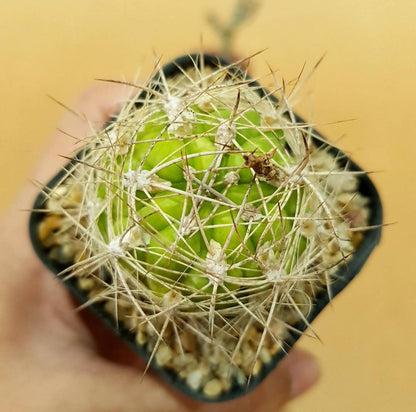 Weingartia Lanata - Cactus - Soiled