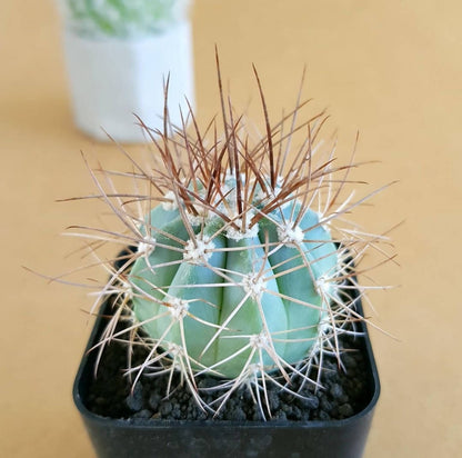 Melocactus Azureus (Blue Melo) - Cactus - Soiled