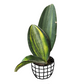 Sansevieria Masoniana 'Variegata' - Indoor & Outdoor Plants - Soiled