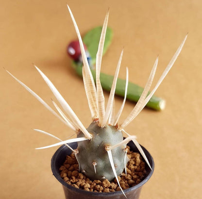 Tephrocactus Articulatus - Cactus - Soiled