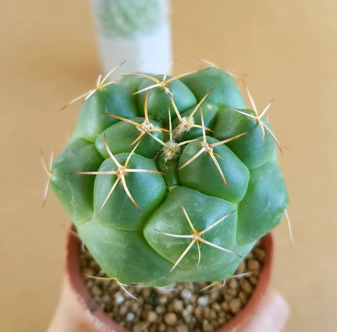 Coryphantha Elephantidens - Cactus - Soiled