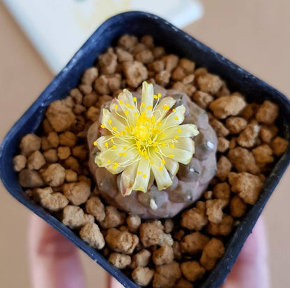 Copiapoa Hypogea cv. "Lizard skin" - Cactus - Soiled