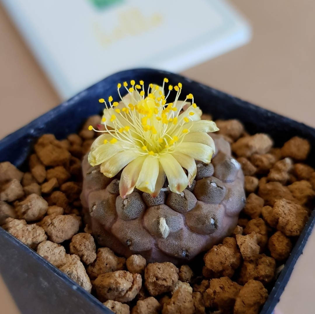 Copiapoa Hypogea cv. "Lizard skin" - Cactus - Soiled