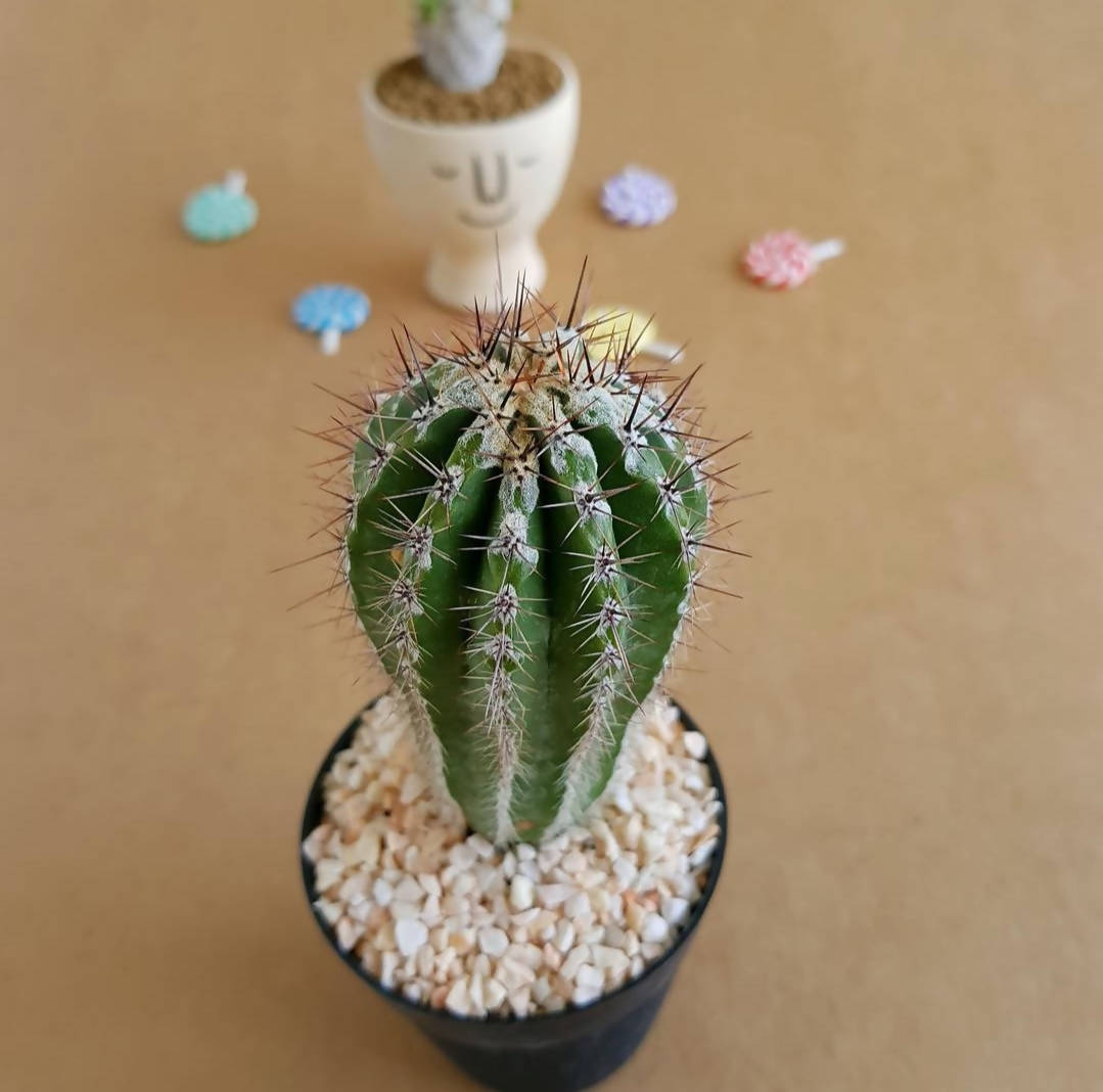 Echinopsis cv. Haku-jo Maru - Echinopsis cactus - Soiled