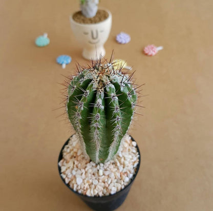 Echinopsis cv. Haku-jo Maru - Echinopsis cactus - Soiled