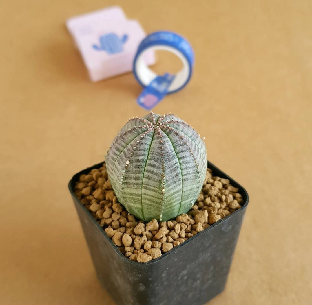 Euphoria Obesa (Seed Grown) - Cactus - Soiled