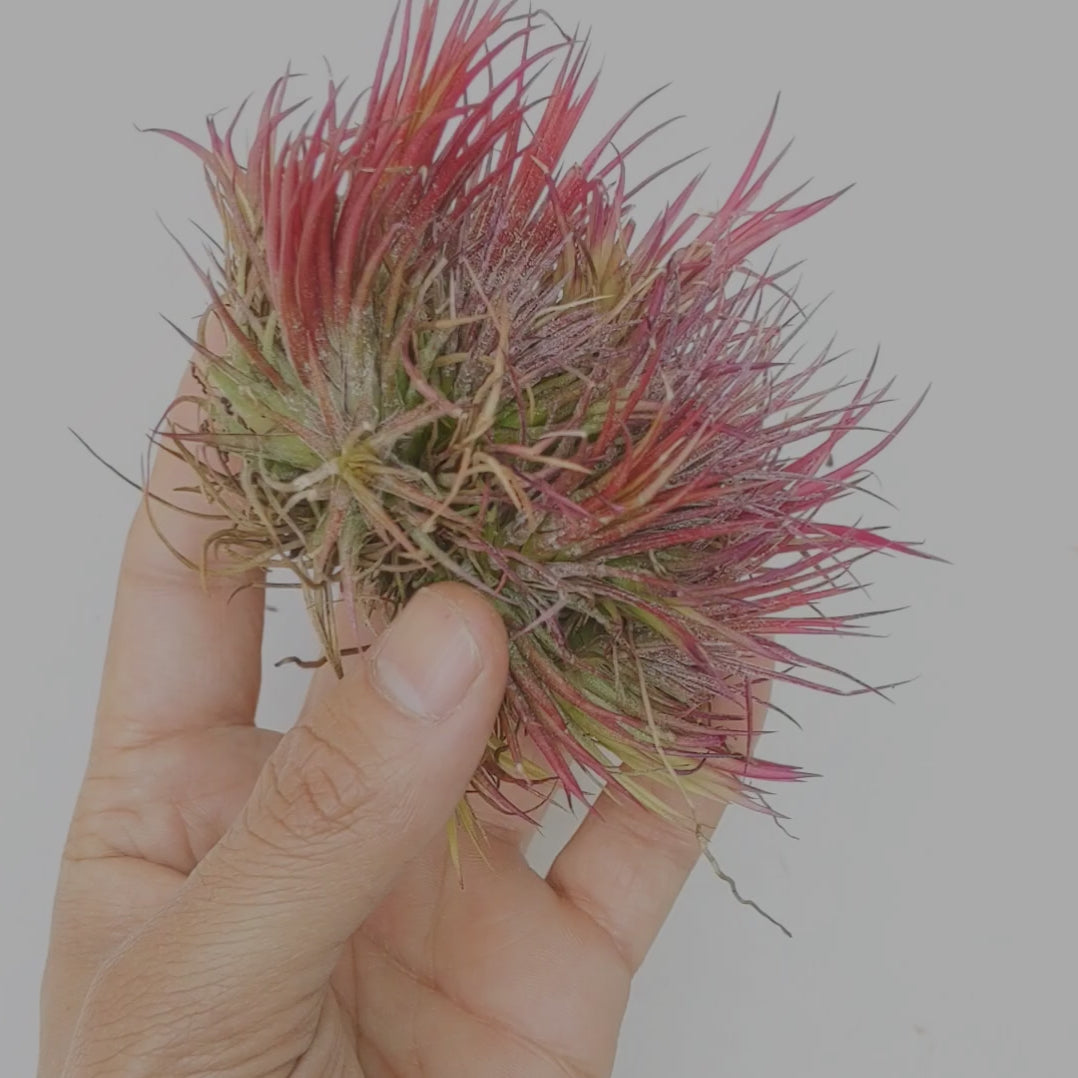 Tillandsia Ionatha 'Fuego' - Soiled India