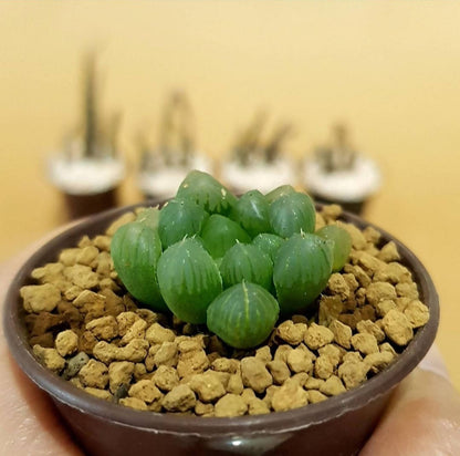 Haworthia cooperi - Haworthia - Soiled