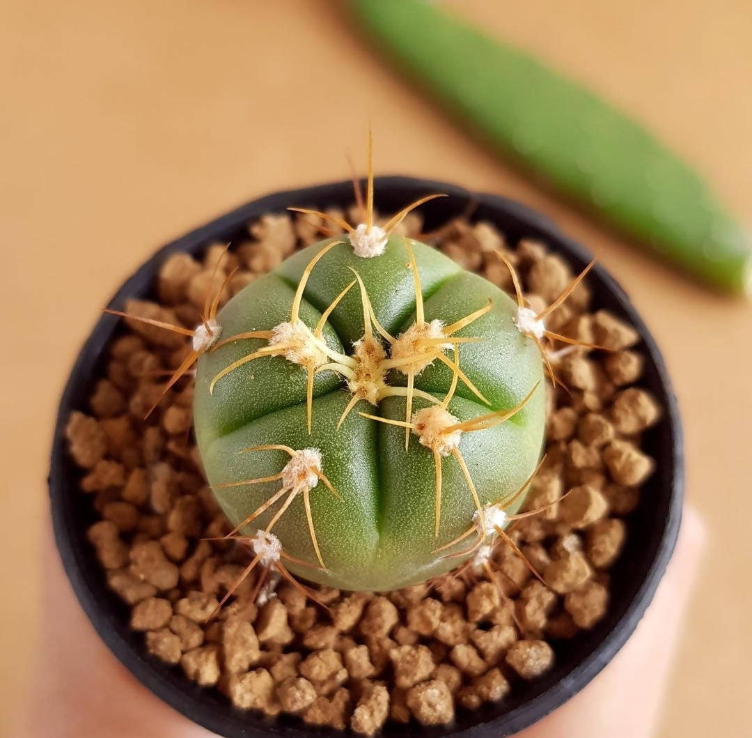 Gymnocalycium Horstii - Cactus - Soiled