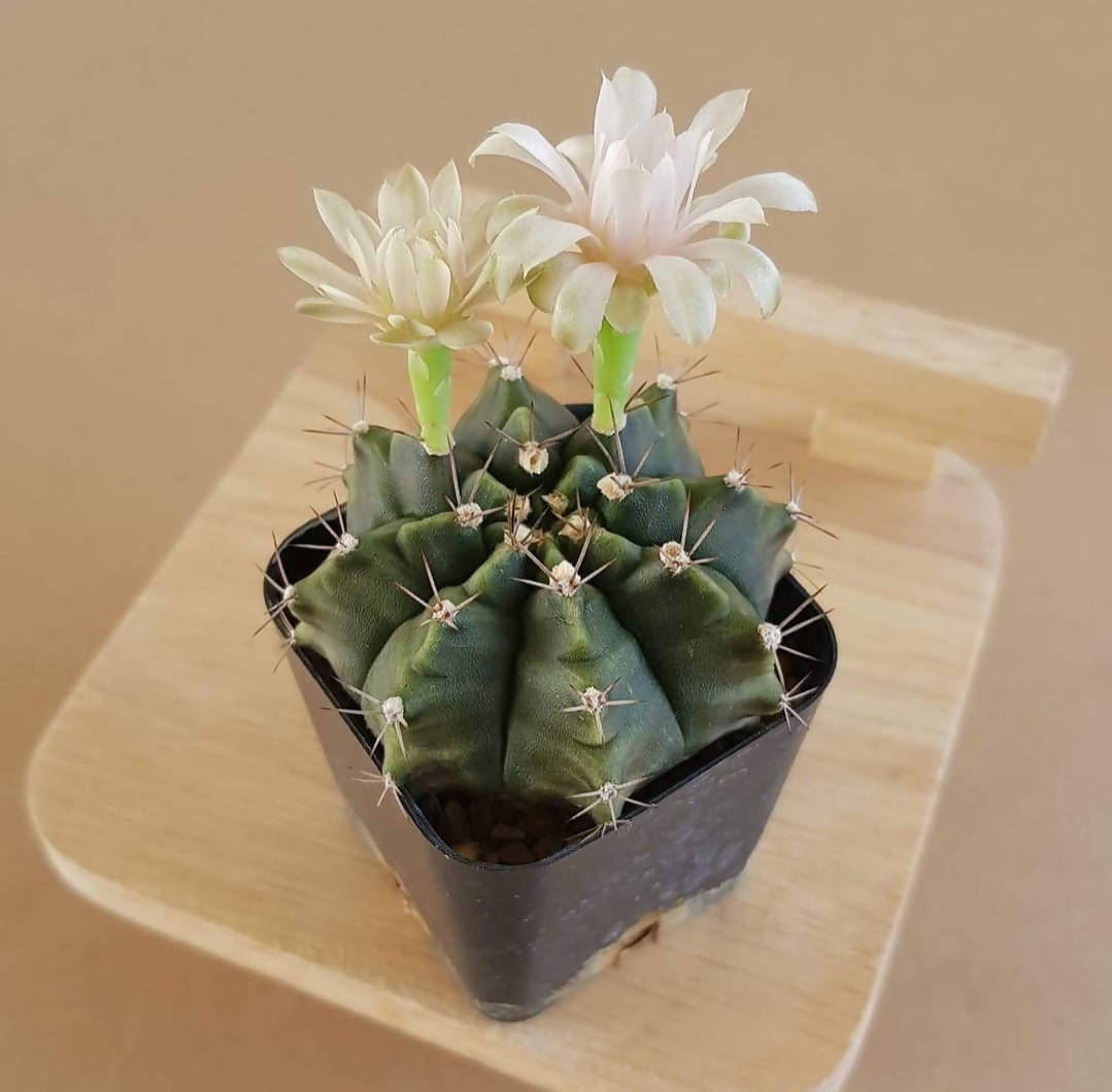 Gymnocalycium Mihanovichii - Cactus gymnocalycium - Soiled