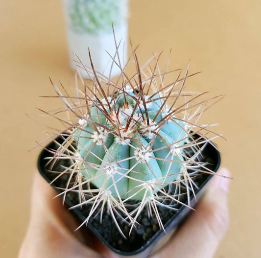 Melocactus Azureus (Blue Melo) - Cactus - Soiled