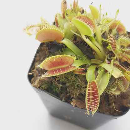 Venus Fly Trap