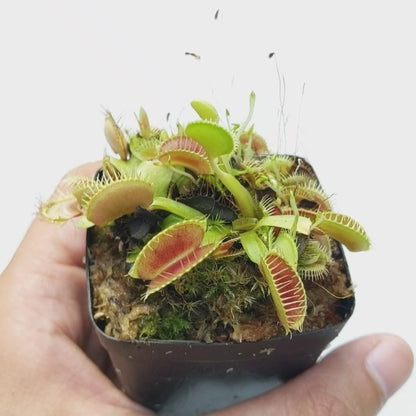 Venus Fly Trap