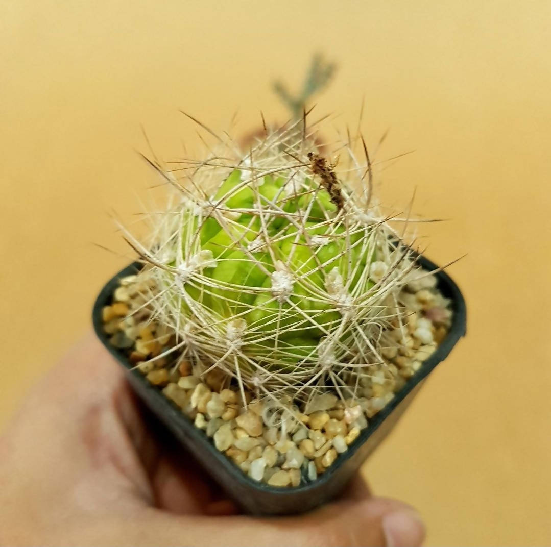 Weingartia Lanata - Cactus - Soiled