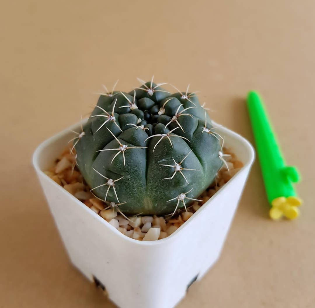 Gymnocalycium Baldianum - Cactus - Soiled