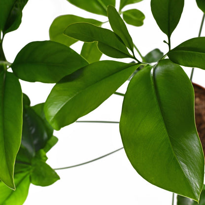 Philodendron Goeldi - Indoor & Outdoor Plants - Soiled