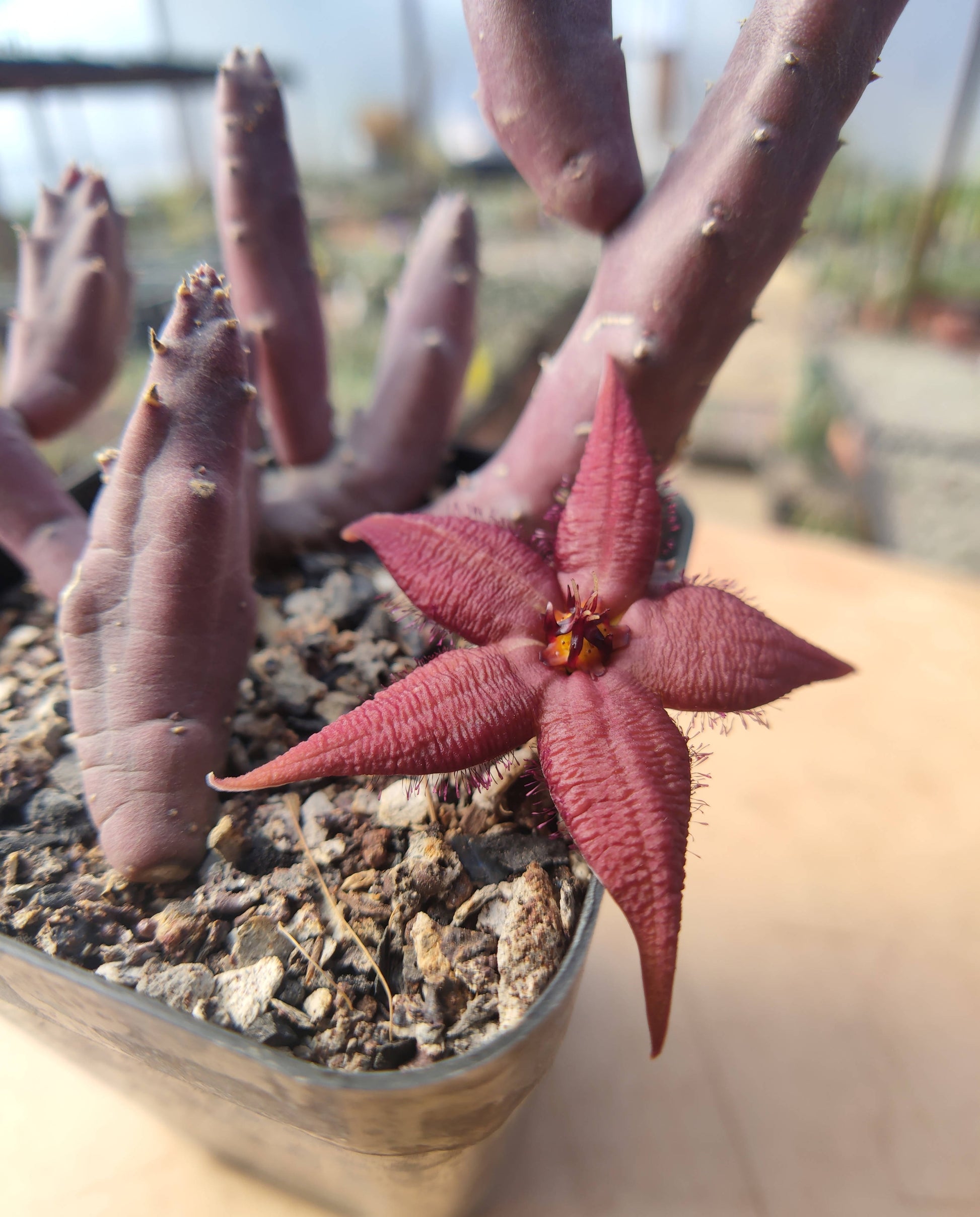 Stapelia Schinzii - Cactus - Soiled