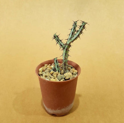 Euphorbia Aeruginosa - Euphorbia cactus - Soiled