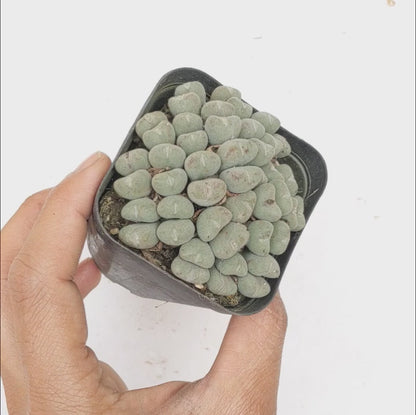 Conophytum Luiseae