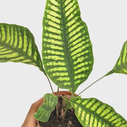 Neolepisorus truncatus 'Lemon Lime Fern' - Soiled India