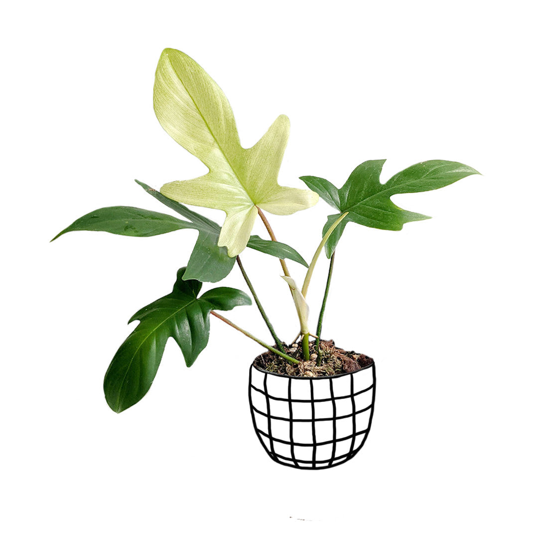 Philodendron 'Florida Ghost' - Philodendron - Soiled