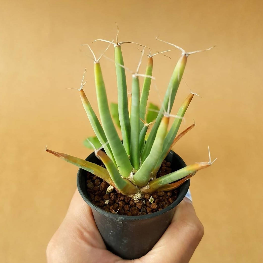 Leuchtenbergia Principis - Cactus - Soiled