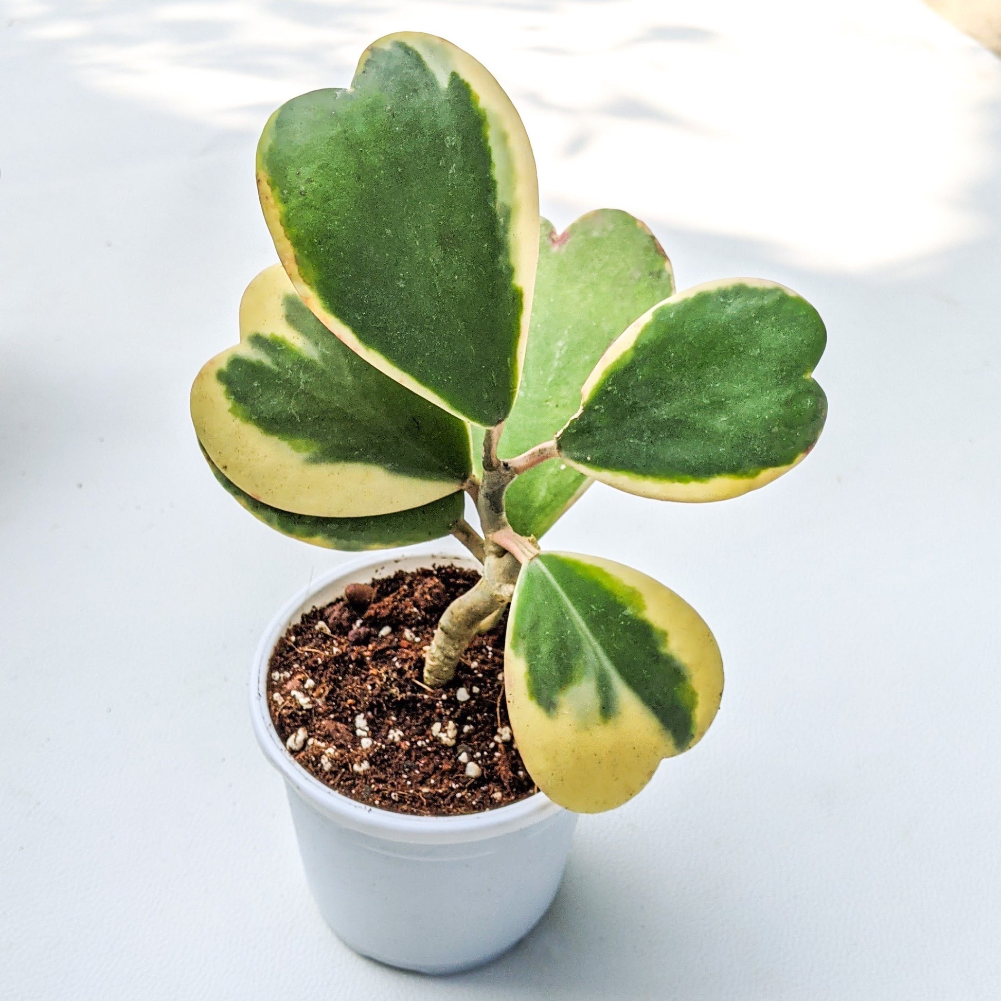 Hoya Kerrii 'Variegated' - Hoya - Soiled