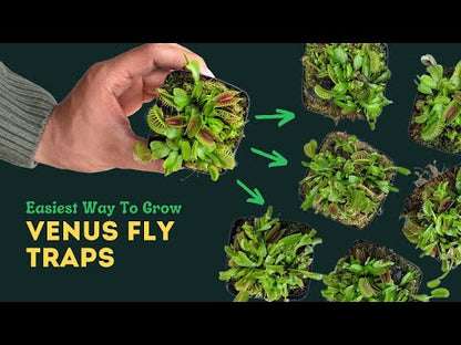 Venus Fly Trap