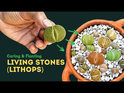 Lithops in Square Pot