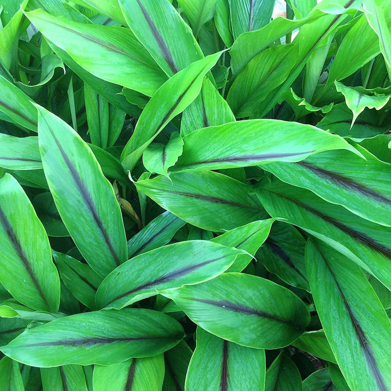 Black Turmeric (Curcuma Caesia) - Rhizome - Bulb - Soiled