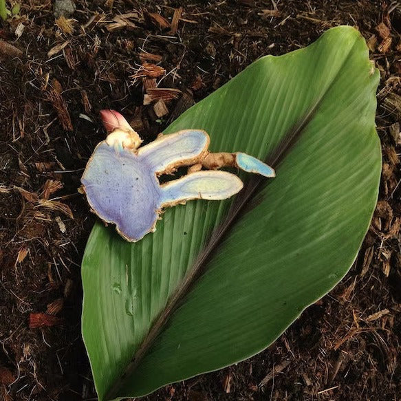 Black Turmeric (Curcuma Caesia) - Rhizome - Bulb - Soiled